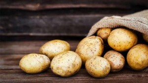 В Европе разрешили генно-модифицированный картофель