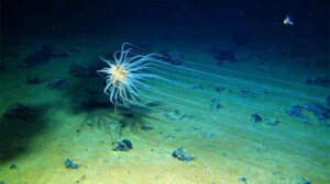 На дне океана огромные залежи редкоземельных элементов