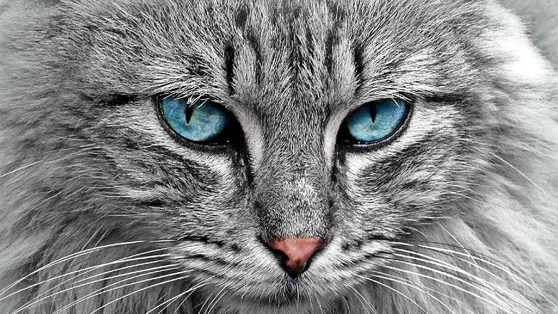 Глаза у кошки