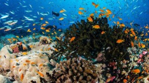 Кораллы и коралловые рифы