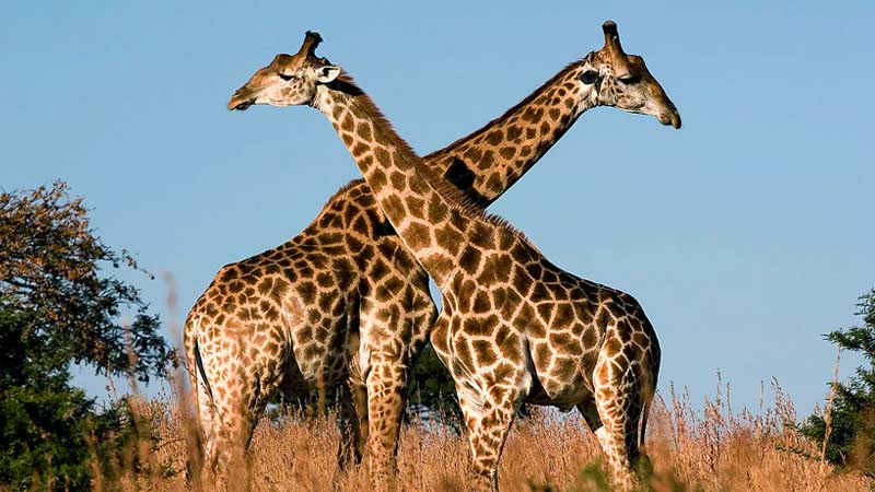 Какая шея у жирафа?