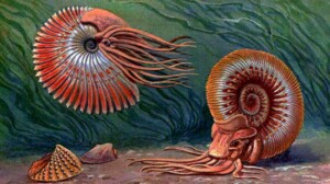 моллюск, которому более 400 лет