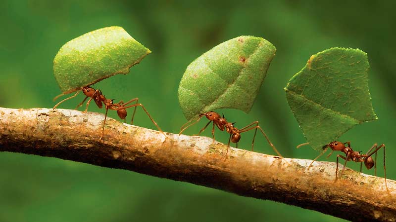 Какой вес может поднять муравей?